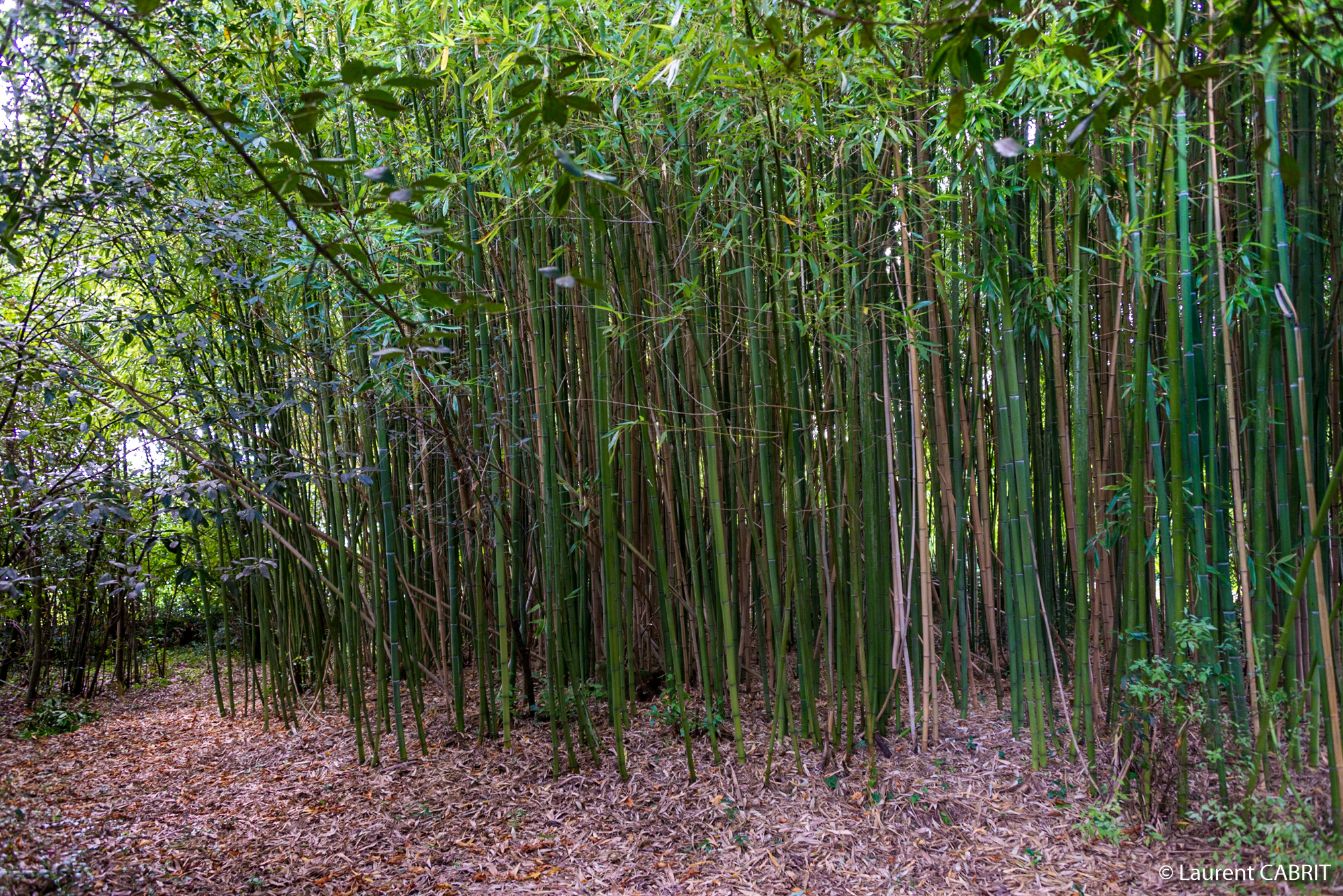 Bambouseraie au fond du Jardin - [Location Langoiran Bordaux Ligassonne]